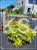 Bez koralowy Plumosa Aurea- Sambucus racemosa C3