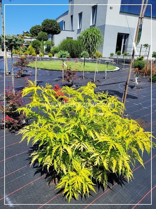 Bez koralowy Plumosa Aurea- Sambucus racemosa C3