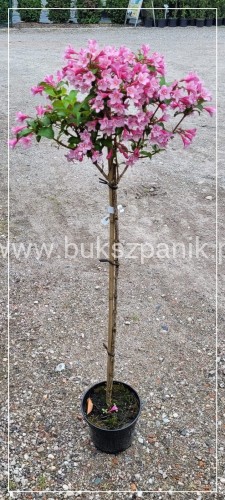 Krzewuszka cudowna Weigela PA różowa Styriaca