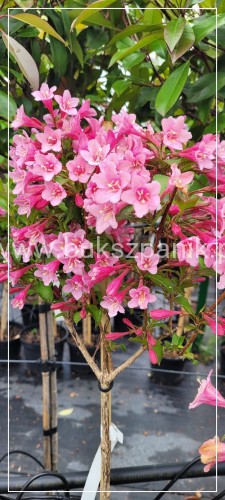 Krzewuszka cudowna Weigela PA różowa Styriaca