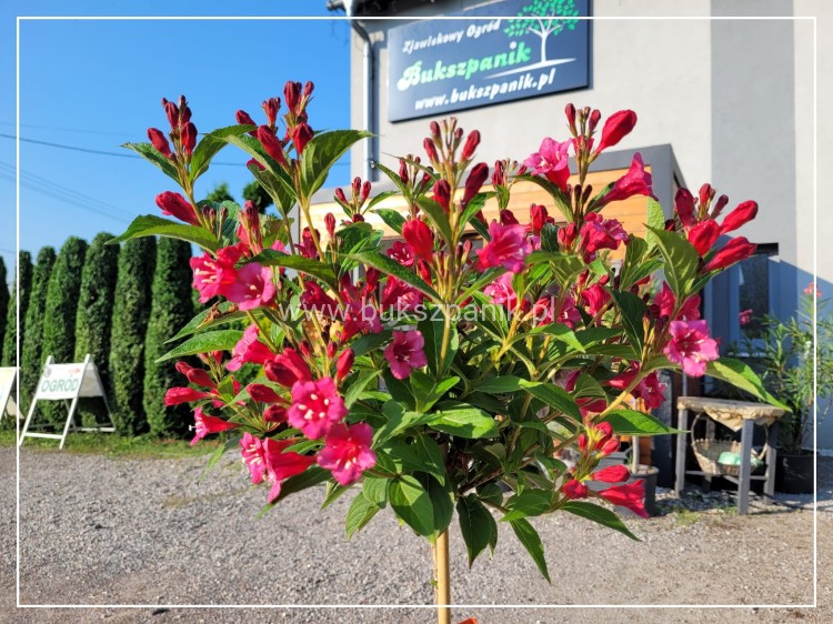 Krzewuszka cudowna Weigela florida BRISTOL RUBY PA czerwona