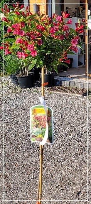 Krzewuszka cudowna Weigela florida BRISTOL RUBY PA czerwona