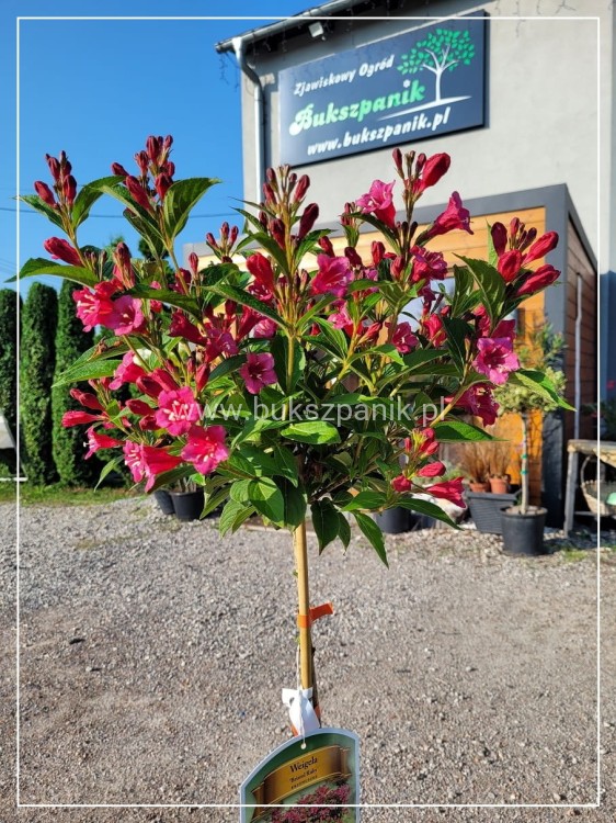 Krzewuszka cudowna Weigela florida BRISTOL RUBY PA czerwona