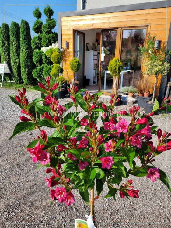 Krzewuszka cudowna Weigela florida BRISTOL RUBY PA czerwona