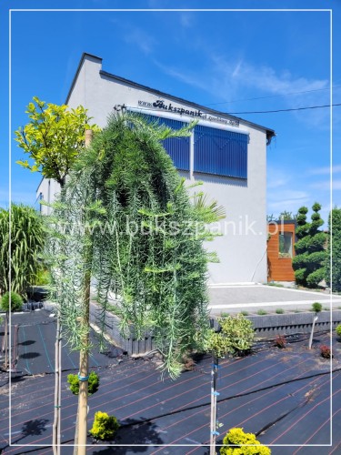 Modrzew Japoński Pendula- Larix kaempferi PA 170-210cm, C15l