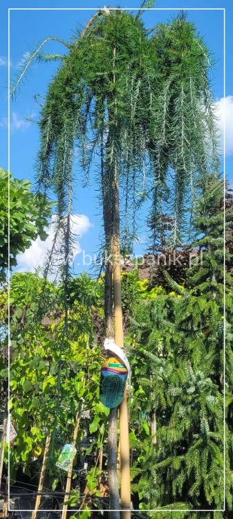 Modrzew Japoński Pendula- Larix kaempferi PA 170-210cm, C15l