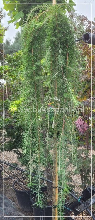 Modrzew Japoński Pendula- Larix kaempferi PA 170-210cm, C15l