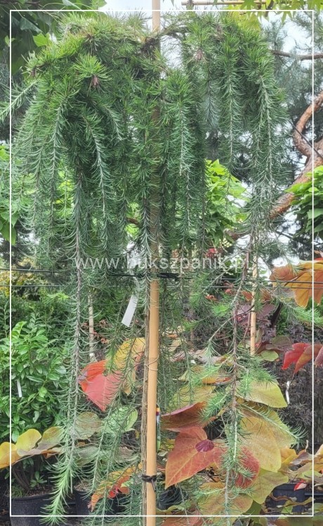 Modrzew Japoński Pendula- Larix kaempferi PA 170-210cm, C15l