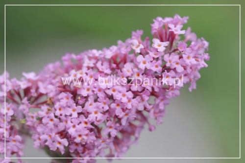 Budleja Dawida PINK DELIGHT - BUDDLEJA DAWIDII