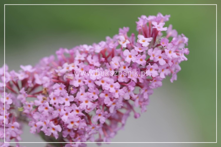 Budleja Dawida PINK DELIGHT - BUDDLEJA DAWIDII