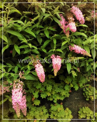 Budleja Dawida PINK DELIGHT - BUDDLEJA DAWIDII