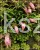 Budleja Dawida PINK DELIGHT - BUDDLEJA DAWIDII
