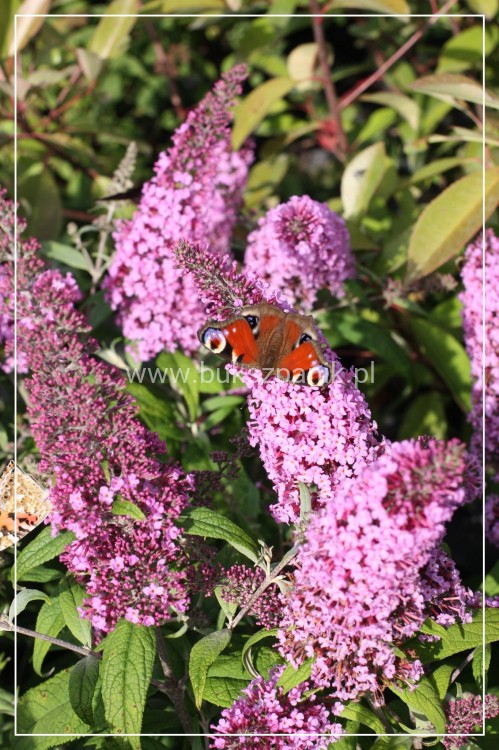 Budleja Dawida PINK DELIGHT - BUDDLEJA DAWIDII