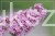 Budleja Dawida PINK DELIGHT Pa 80-100cm - BUDDLEJA DAWIDII