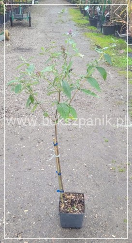 Budleja Dawida PINK DELIGHT Pa 80-100cm - BUDDLEJA DAWIDII