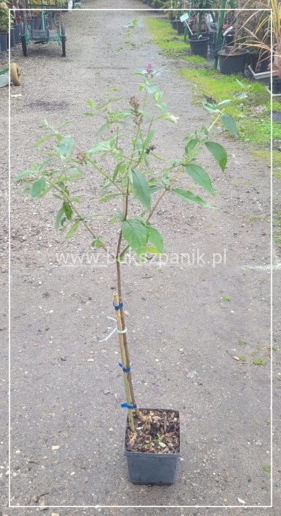 Budleja Dawida PINK DELIGHT Pa 80-100cm - BUDDLEJA DAWIDII