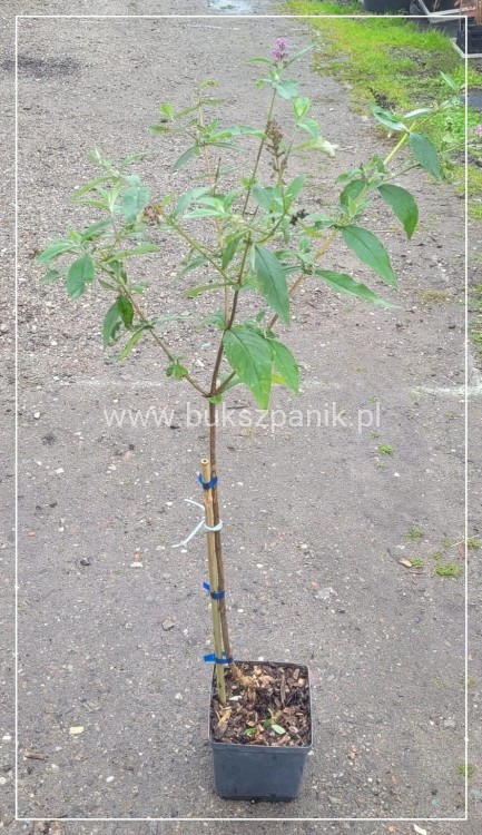 Budleja Dawida PINK DELIGHT Pa 80-100cm - BUDDLEJA DAWIDII