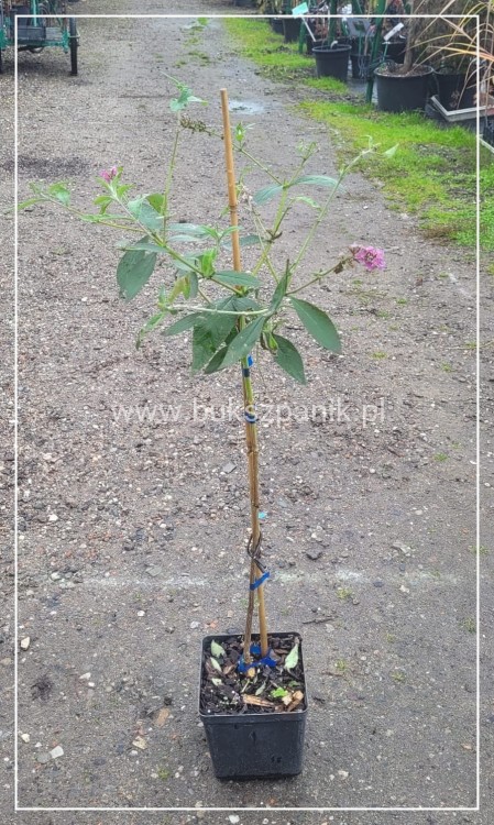 Budleja Dawida PINK DELIGHT Pa 80-100cm - BUDDLEJA DAWIDII