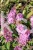 Budleja Dawida PINK DELIGHT Pa 80-100cm - BUDDLEJA DAWIDII