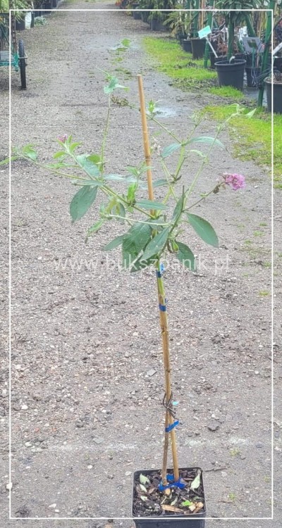 202Budleja Dawida PINK DELIGHT Pa 80-100cm - BUDDLEJA DAWIDII