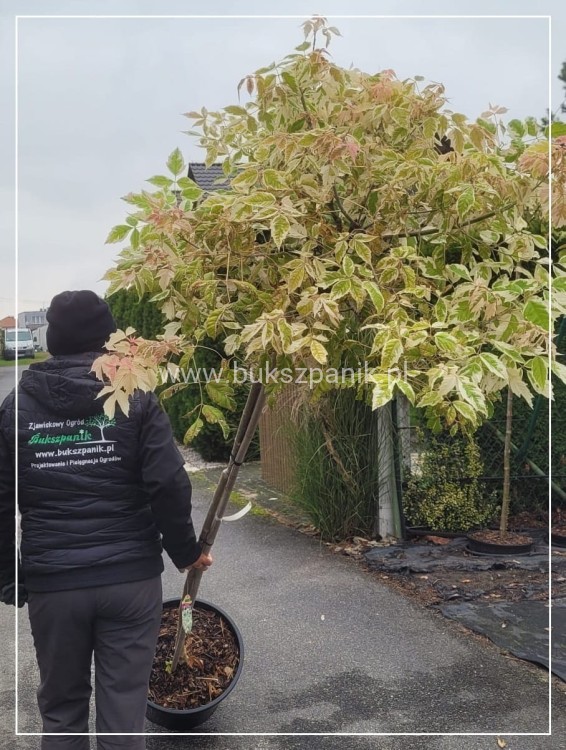 Klon jesionolistny FLAMINGO Acer negundo Ob.9cm
