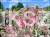 Klon jesionolistny FLAMINGO Acer negundo Ob.9cm