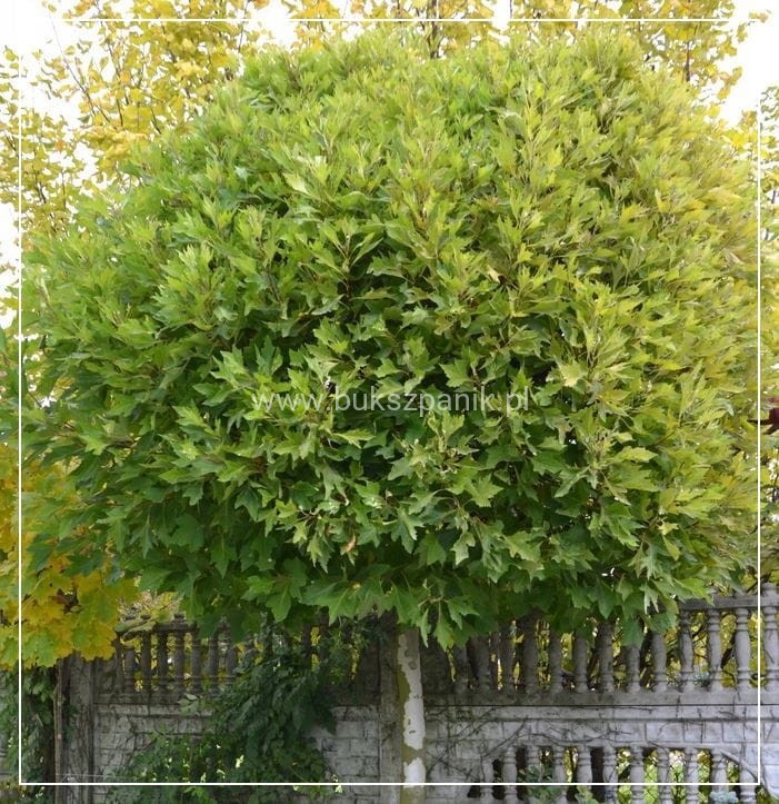 Platan klonolistny- ALPHEN`S GLOBE - Platanus acerifolia Pa 220cm ob. 8-10cm,C27