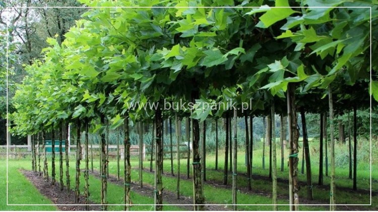 Platan klonolistny- ALPHEN`S GLOBE - Platanus acerifolia Pa 220cm ob. 8-10cm,C27