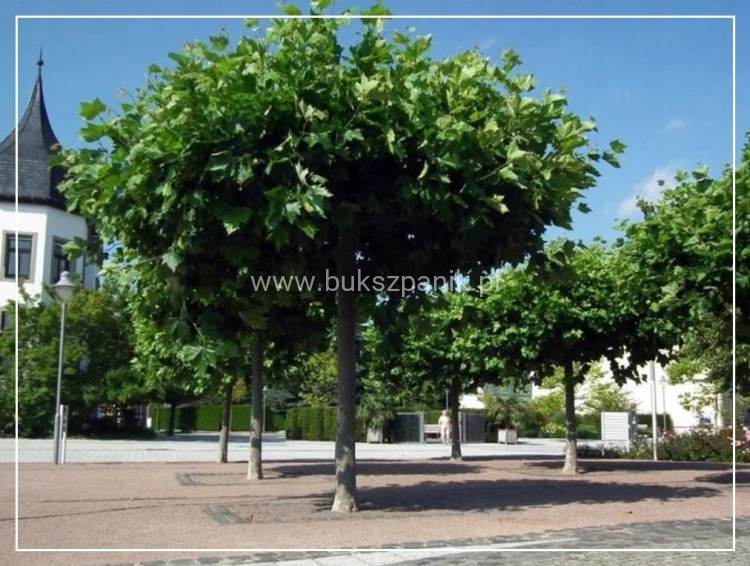 Platan klonolistny- ALPHEN`S GLOBE - Platanus acerifolia Pa 220cm ob. 8-10cm,C27