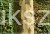 Platan klonolistny- ALPHEN`S GLOBE - Platanus acerifolia Pa 220cm ob. 8-10cm,C27