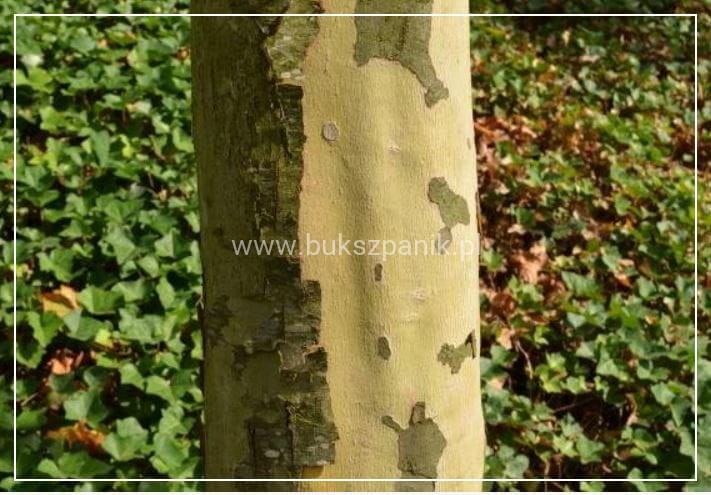 Platan klonolistny- ALPHEN`S GLOBE - Platanus acerifolia Pa 220cm ob. 8-10cm,C27
