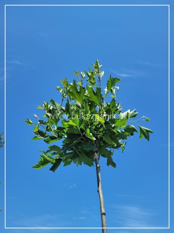 Platan klonolistny- ALPHEN`S GLOBE - Platanus acerifolia Pa 220cm ob. 8-10cm,C27