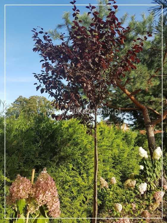 Śliwa wiśniowa NIGRA- Prunus cerasifera PA 220cm ob. 8-10cm