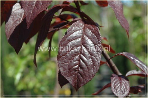 Śliwa wiśniowa NIGRA- Prunus cerasifera PA 220cm ob. 8-10cm