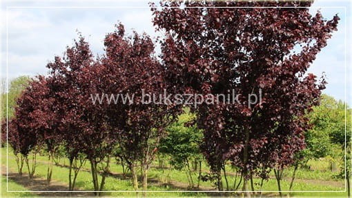 Śliwa wiśniowa NIGRA- Prunus cerasifera PA 220cm ob. 8-10cm