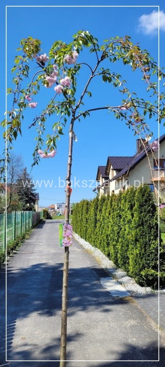 Wiśnia piłkowana KIKU SHIDARE ZAKURA - Prunus serrulata ob. 8-10cm
