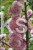 Wiśnia piłkowana KIKU SHIDARE ZAKURA - Prunus serrulata ob. 8-10cm