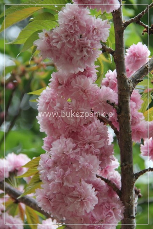 Wiśnia piłkowana KIKU SHIDARE ZAKURA - Prunus serrulata ob. 8-10cm