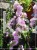 Wiśnia piłkowana KIKU SHIDARE ZAKURA - Prunus serrulata ob. 8-10cm