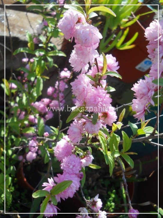 Wiśnia piłkowana KIKU SHIDARE ZAKURA - Prunus serrulata ob. 8-10cm