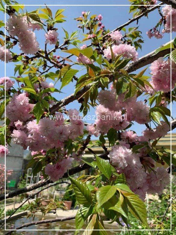Wiśnia piłkowana KIKU SHIDARE ZAKURA - Prunus serrulata ob. 8-10cm