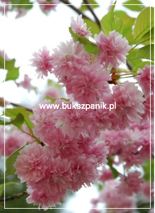 Wiśnia piłkowana KIKU SHIDARE ZAKURA - Prunus serrulata ob. 8-10cm