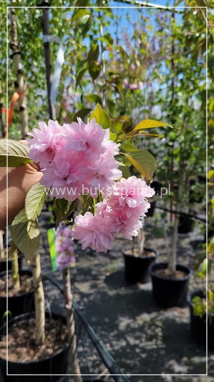 Wiśnia piłkowana KIKU SHIDARE ZAKURA - Prunus serrulata ob. 8-10cm