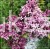 Lilak Meyera Palibin - Syringa meyeri na pniu PA100-120