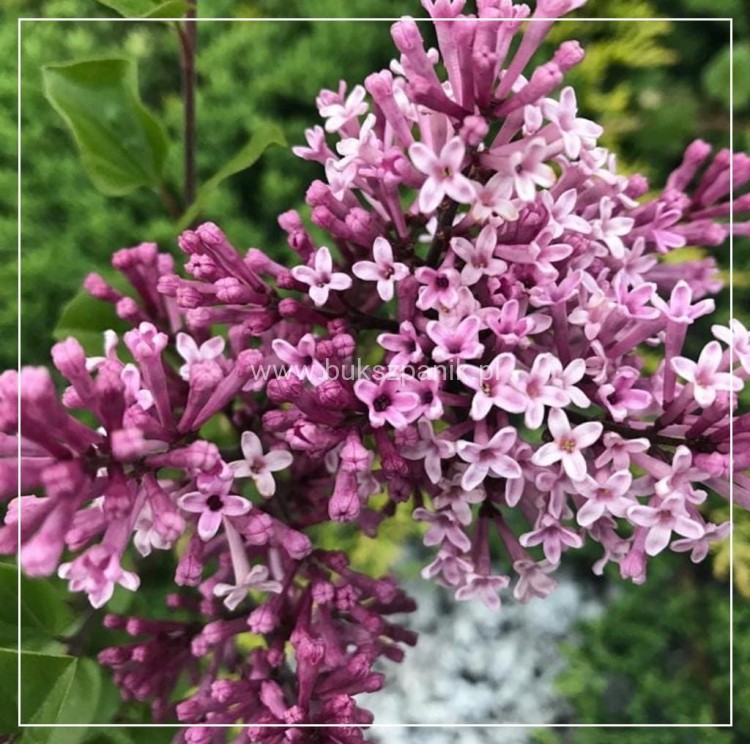 Lilak Meyera Palibin - Syringa meyeri na pniu PA100-120