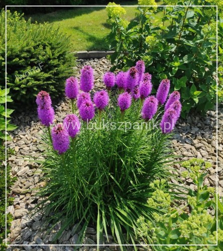 Liatra kłosowa 'Kobold'- Liatris spicata