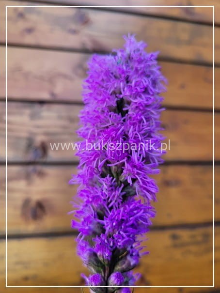 Liatra kłosowa 'Kobold'- Liatris spicata