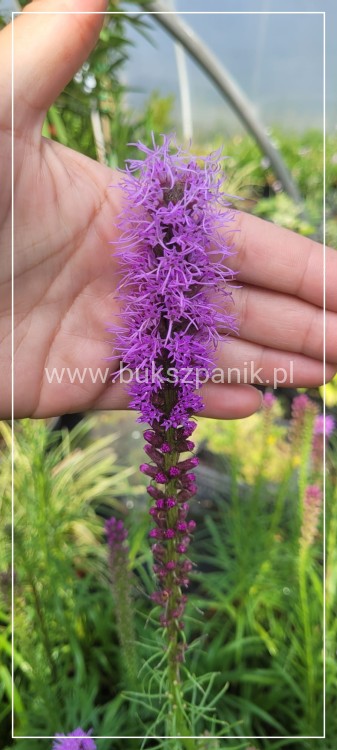 Liatra kłosowa 'Kobold'- Liatris spicata