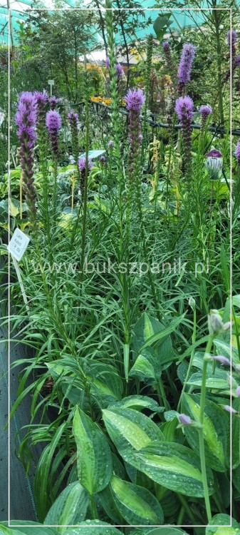 Liatra kłosowa 'Kobold'- Liatris spicata