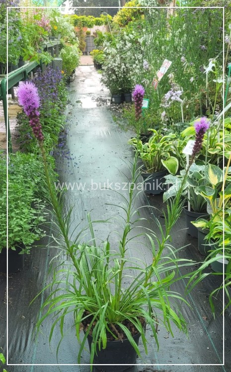 Liatra kłosowa 'Kobold'- Liatris spicata
